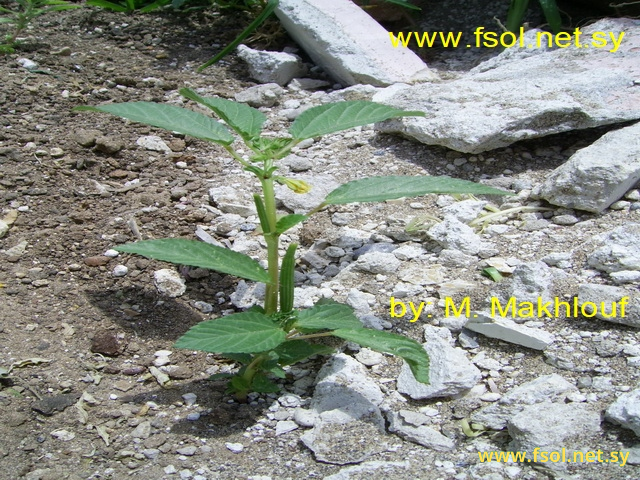 Corchorus olitorius  L
